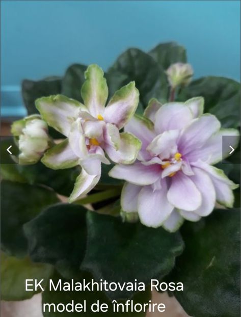  - APui de violete de colecție de vânzare octombrie 2025