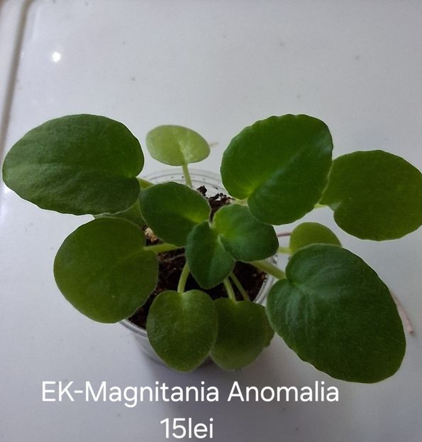  - APui de violete de colecție de vânzare octombrie 2025