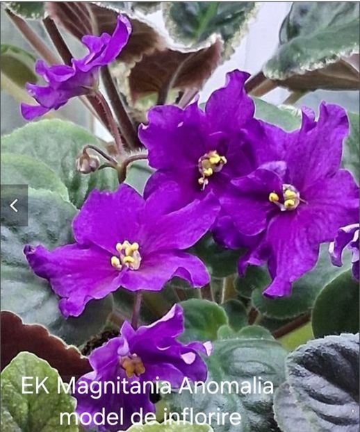  - APui de violete de colecție de vânzare octombrie 2025