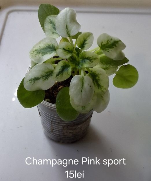  - APui de violete de colecție de vânzare octombrie 2025