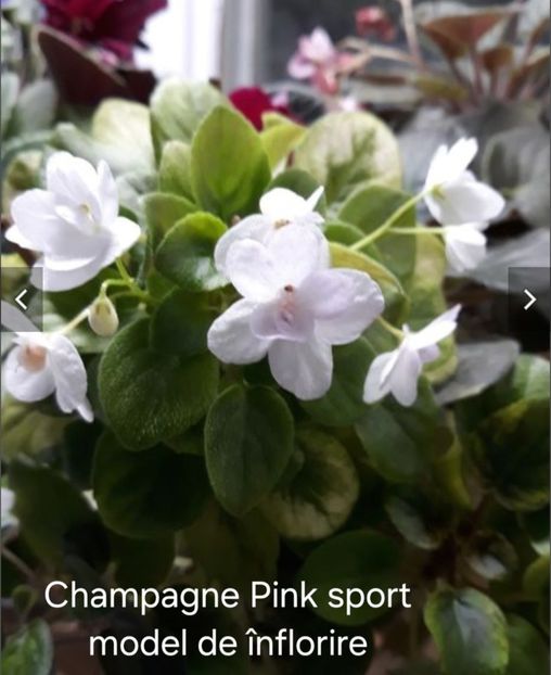  - APui de violete de colecție de vânzare octombrie 2025