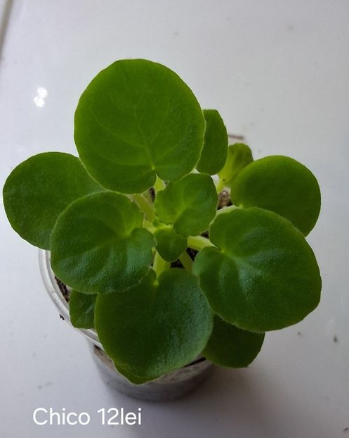  - APui de violete de colecție de vânzare octombrie 2025