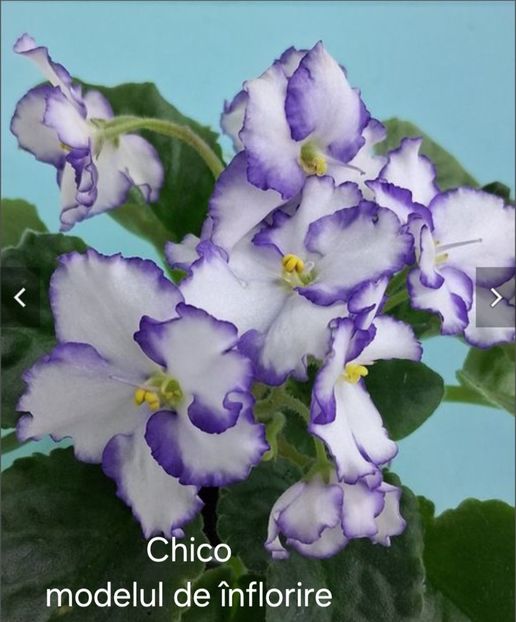  - APui de violete de colecție de vânzare octombrie 2025