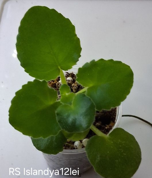  - APui de violete de colecție de vânzare octombrie 2025