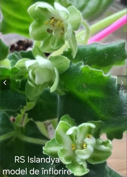  - APui de violete de colecție de vânzare octombrie 2025