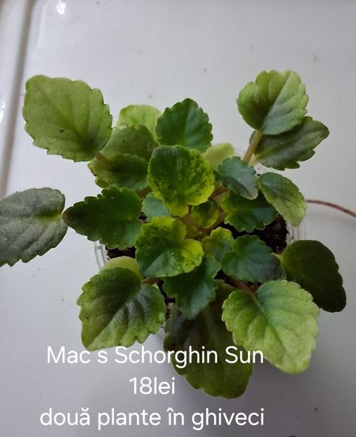  - APui de violete de colecție de vânzare octombrie 2025