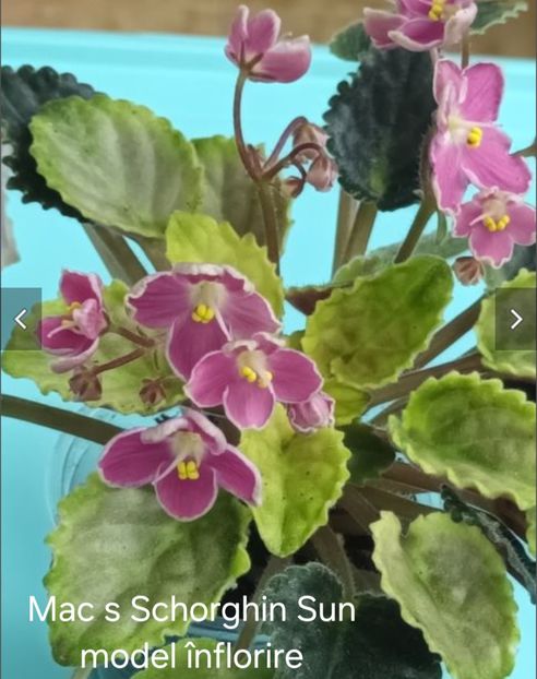  - APui de violete de colecție de vânzare octombrie 2025