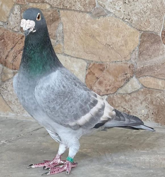  - Nu îmi aparțin 11