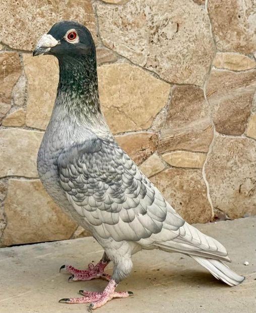  - Nu îmi aparțin 11