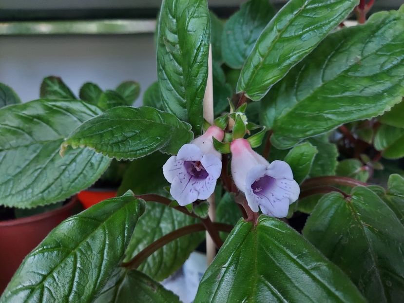 43 - 1-A-Siningii din semințe