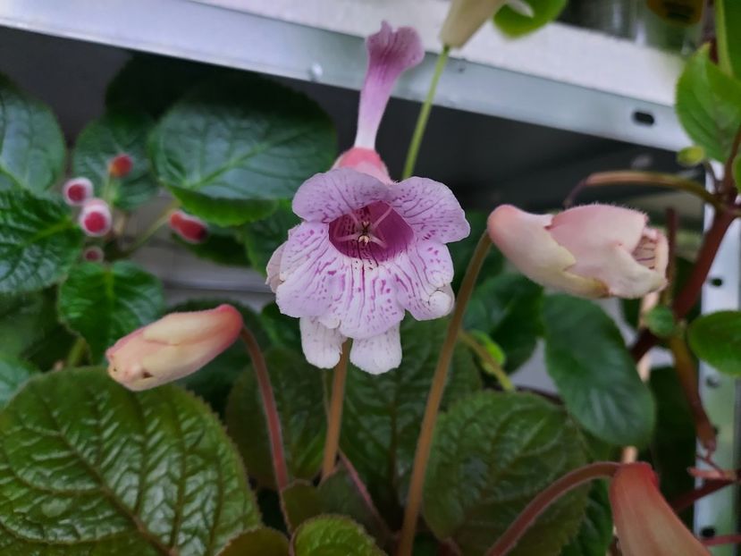 46 - 1-A-Siningii din semințe