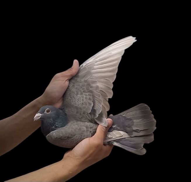  - Nu îmi aparțin 11