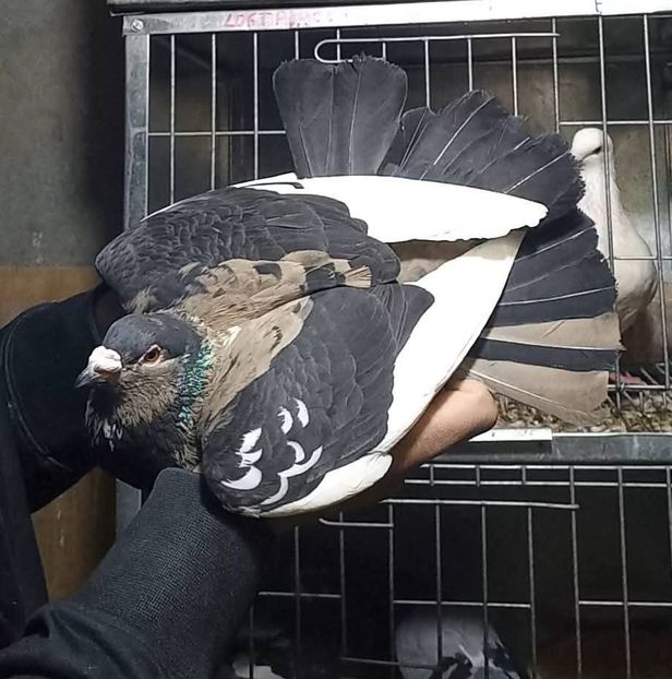  - Nu îmi aparțin 11