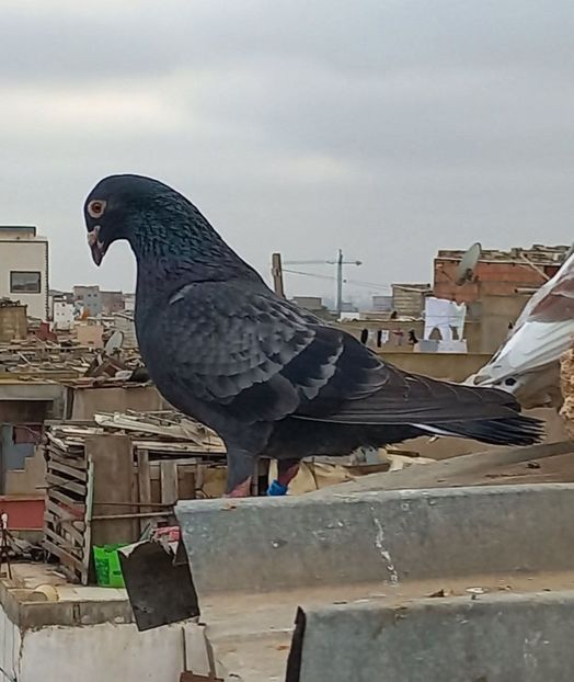  - Nu îmi aparțin 11