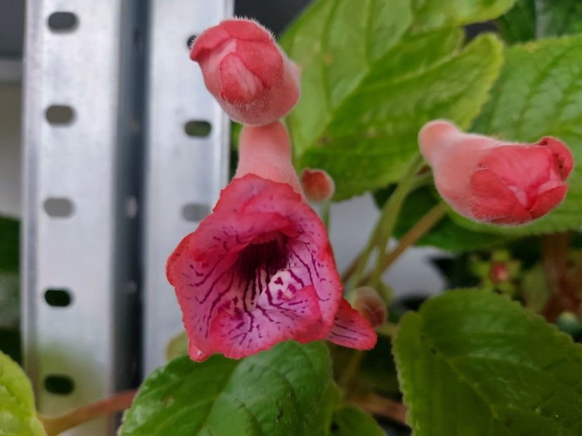 48 - 1-A-Siningii din semințe