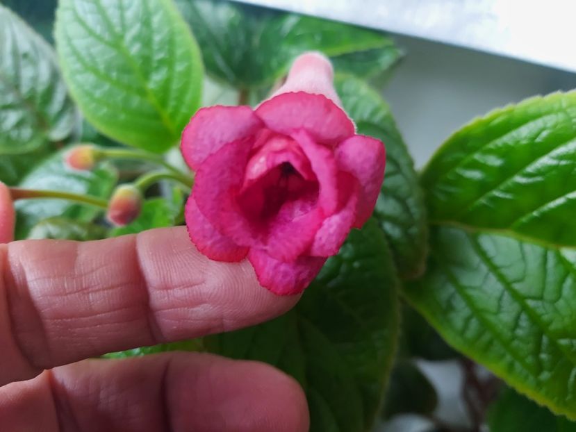 49 - 1-A-Siningii din semințe