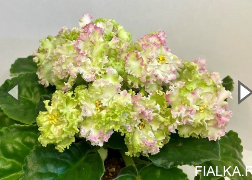 Poza net - EK-Veselaya Klumba