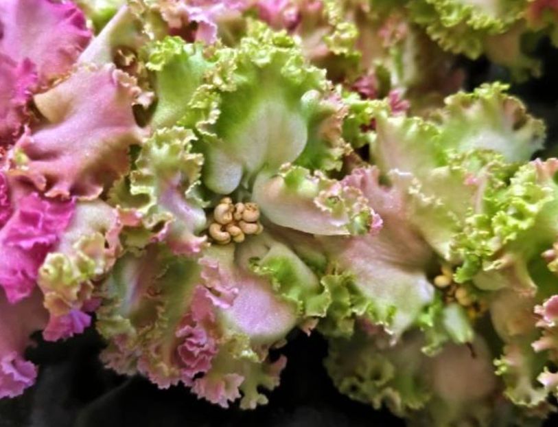 Poza net - EK-Veselaya Klumba