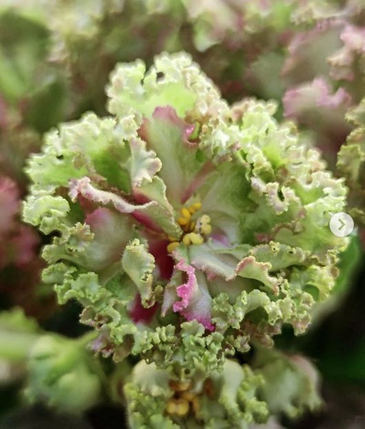 Poza net - EK-Veselaya Klumba