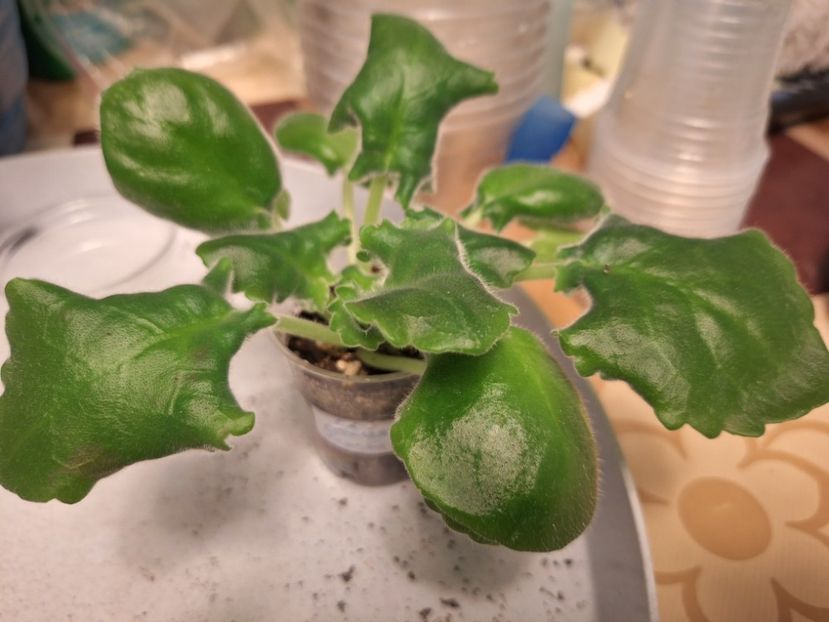  - EK-Veselaya Klumba