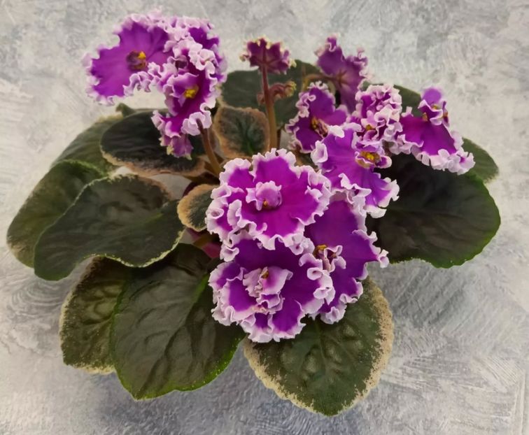 Poza net - PT-Korolevich Elisey