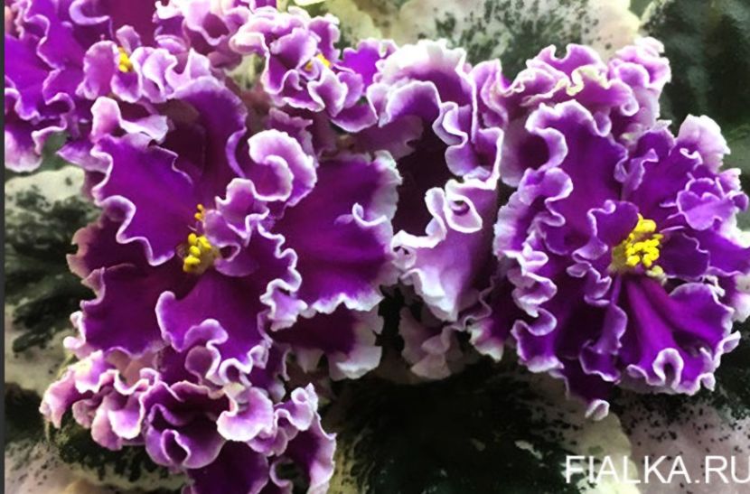 Poza net - PT-Korolevich Elisey