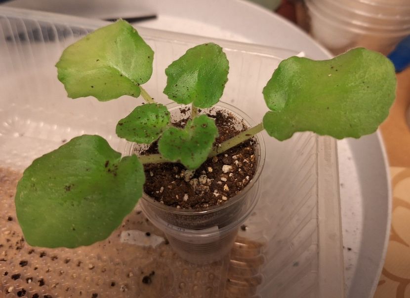  - PT-Korolevich Elisey