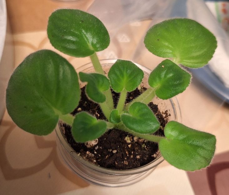  - MT-Veter Peremen - chimera