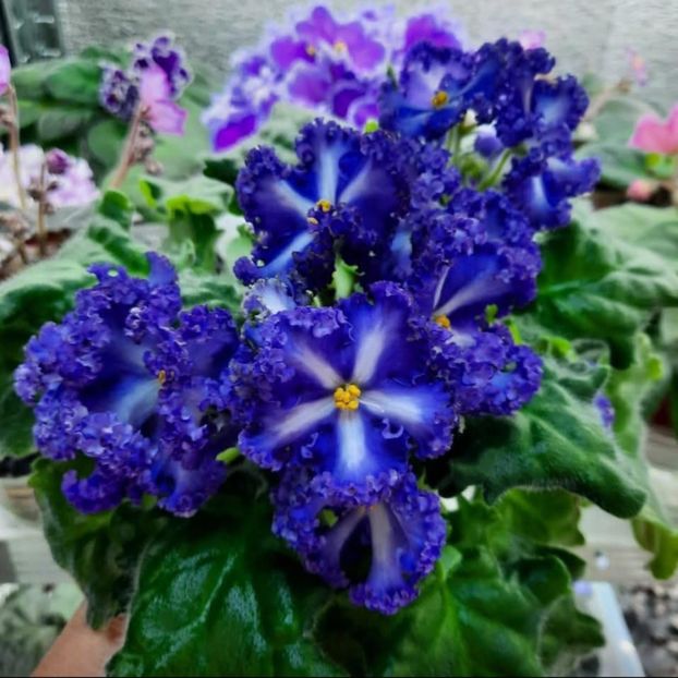  - RM-Francheska chimera