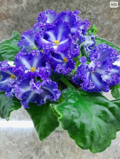 Poza net - RM-Francheska chimera