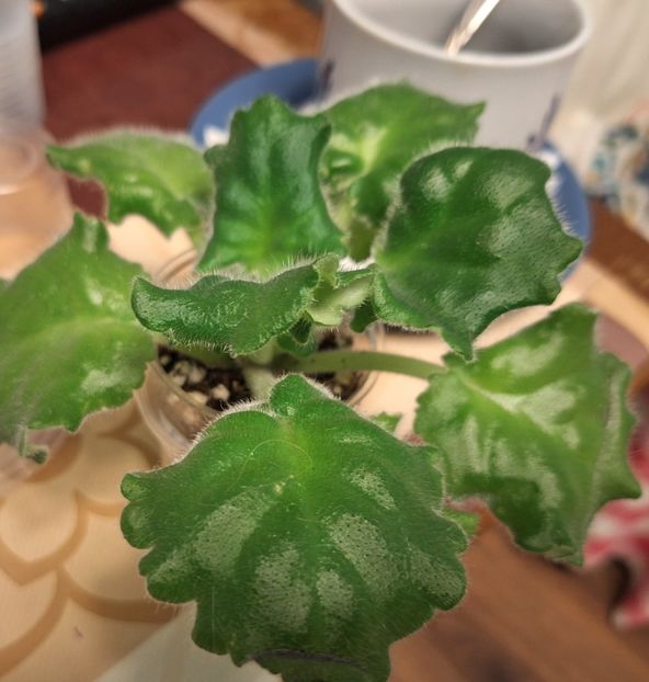 Poza net - RM-Francheska chimera