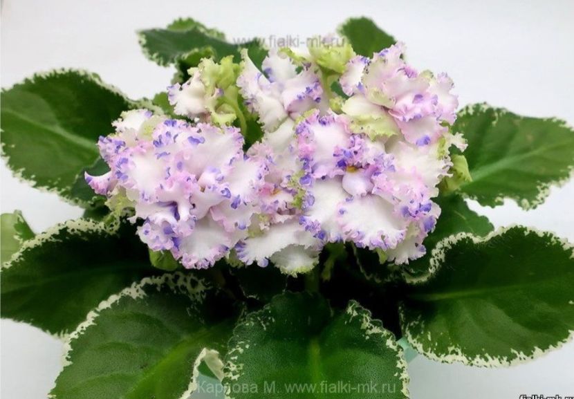 Poza net - KO-Almaznaya Mozaika