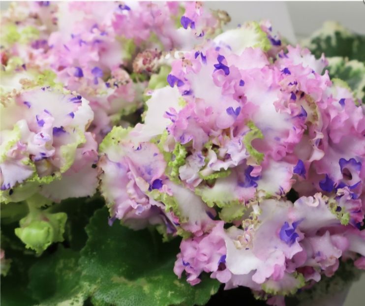 Poza net - KO-Almaznaya Mozaika