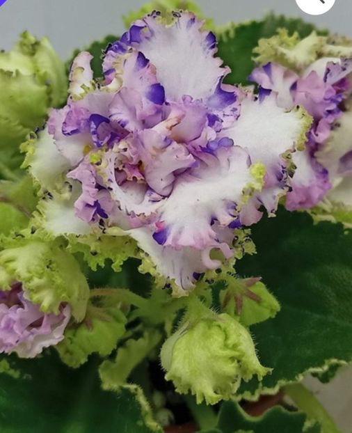 Poza net - KO-Almaznaya Mozaika