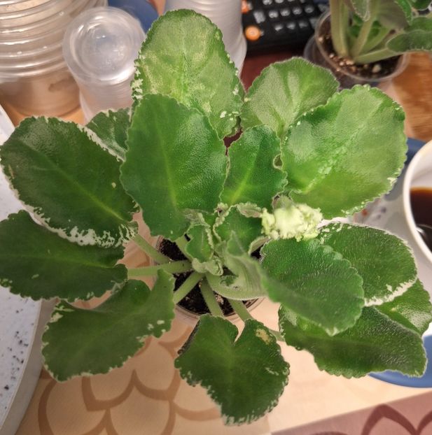  - KO-Almaznaya Mozaika