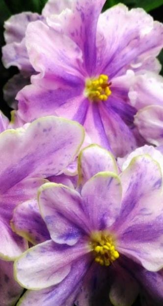 Poza net - Sofi - chimera