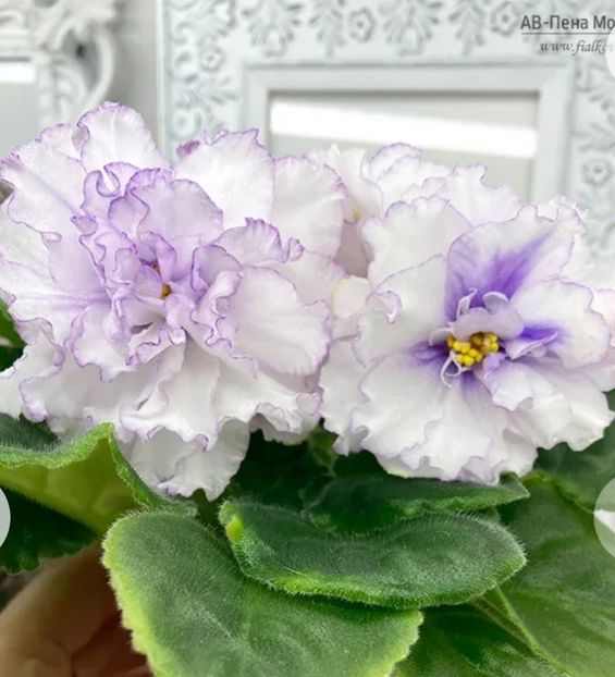 Poza net - AV-Pena Morskaya