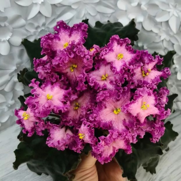 Poza net - Nik-Lyubovnyy Napitok