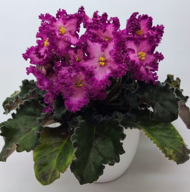 Poza net - Nik-Lyubovnyy Napitok