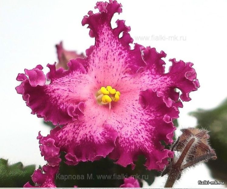 Poza net - Nik-Lyubovnyy Napitok