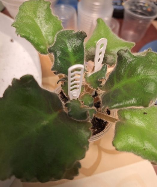  - Nik-Lyubovnyy Napitok