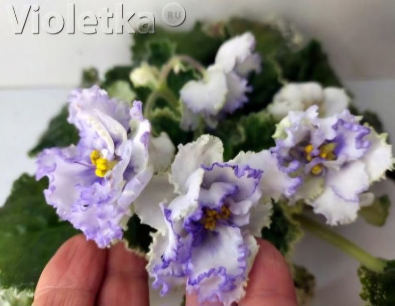 Poza net - ND-Yanvarskaya Vyuga