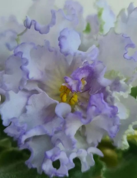 Poza net - ND-Yanvarskaya Vyuga