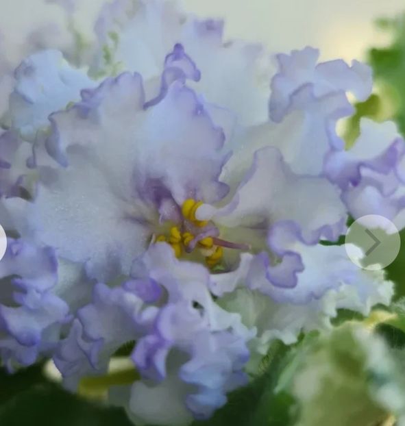 Poza net - ND-Yanvarskaya Vyuga