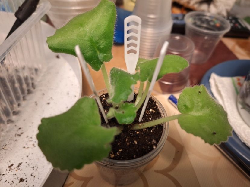  - ND-Yanvarskaya Vyuga