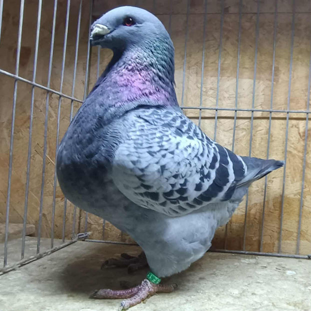 M- 2025 No. - AMERICAN GiANT HOMER MATCA