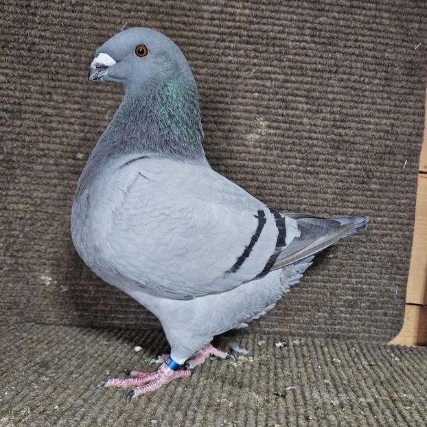  - Porumbei Vânduți