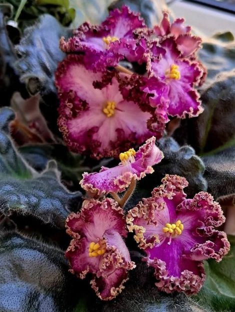 Poza net - NS-Bal dlya Popelyushki lucs