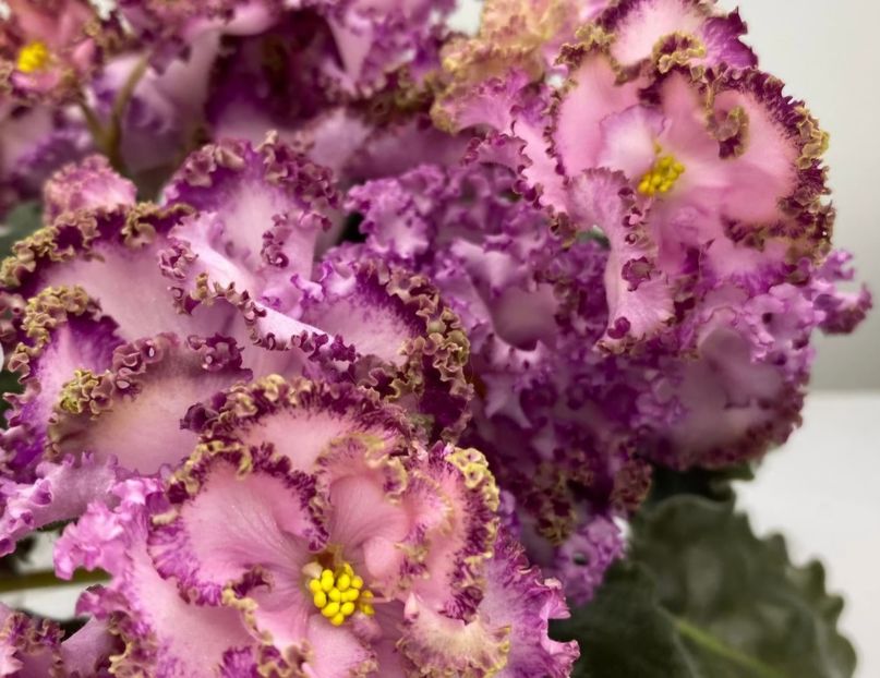 Poza net - NS-Bal dlya Popelyushki lucs