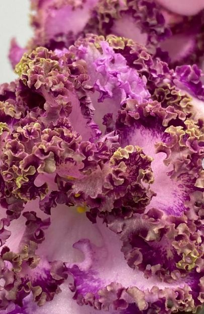 Poza net - NS-Bal dlya Popelyushki lucs